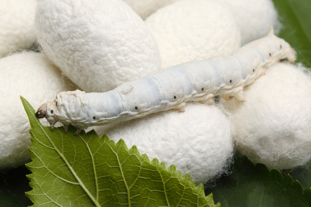 How Mulberry Silk Is Made and Its Benefits